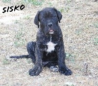 Sisko