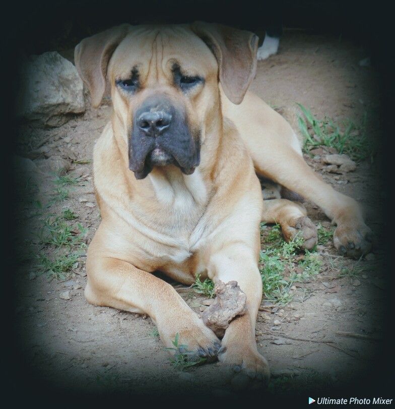 Du Temple De Zeus - Exposition canine Avignon octobre 2018