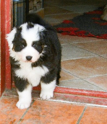 CHIOT