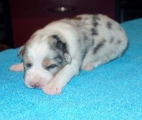 CHIOT