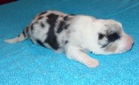 CHIOT