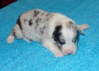 CHIOT
